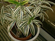 Image for Dracaena_reflexaSong_of_India1